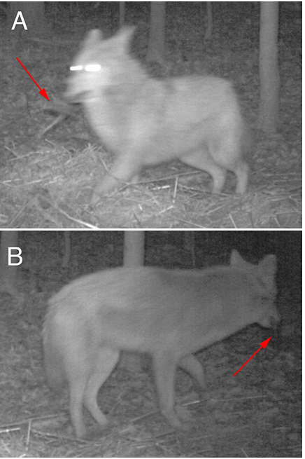 UA-002-64防水型温度光照记录仪在野生动物探访堆肥试验中的应用 UA-002-64防水型温度光照记录仪在野生动物探访堆肥试验中的应用