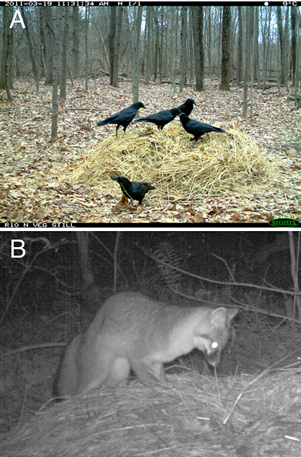 UA-002-64防水型温度光照记录仪在野生动物探访堆肥试验中的应用 UA-002-64防水型温度光照记录仪在野生动物探访堆肥试验中的应用