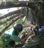 PiCUS应力波树木断层画面成像仪 PiCUS应力波树木断层画面成像仪