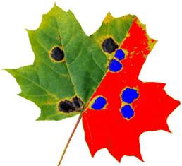 WinDIAS 3叶面图像分析系统(入门版) WinDIAS 3叶面图像分析系统(入门版)